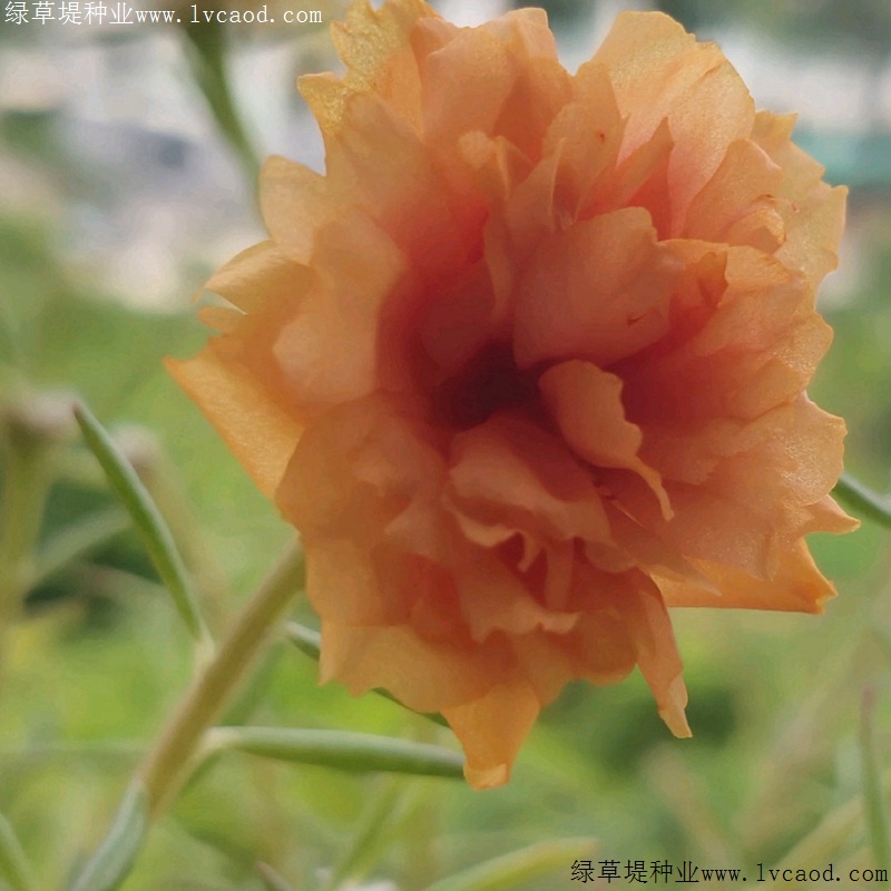 太陽花 太陽花