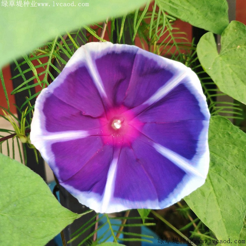 牽?；? width=