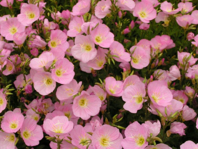 1590241816527491.jpg 1.jpg