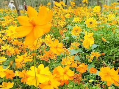 硫化菊種子的市場價格是多少？