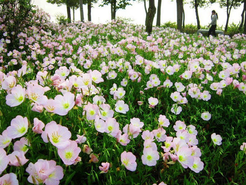 1591278058121339.jpg 3.jpg