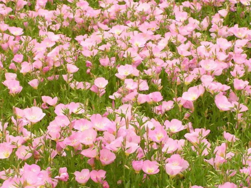 1592663297230386.jpg 5.jpg