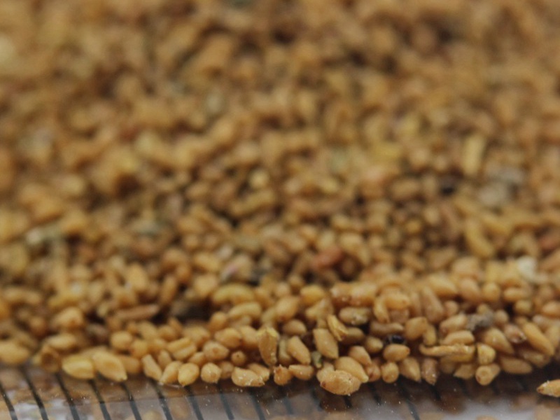 1592663308221104.jpg 美麗月見草 (6).JPG