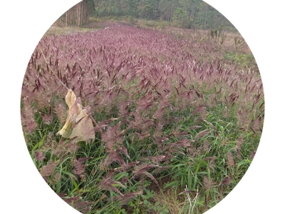 糖蜜草種子可以去哪里批發(fā)？