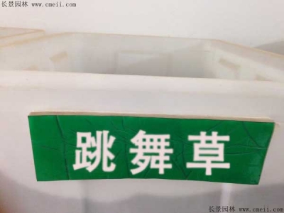 跳舞草種子價格，多少錢一斤？