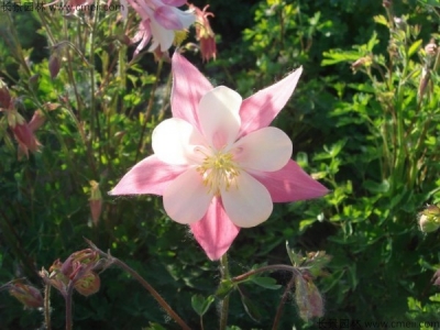 小花耬斗菜種子多少錢一斤？