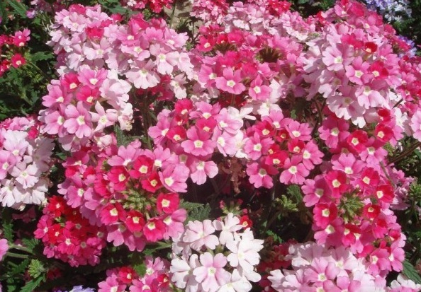 1629014390519983.jpg 圖片.jpg