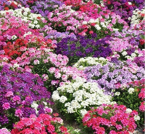 1629014404384133.jpg 圖片.jpg