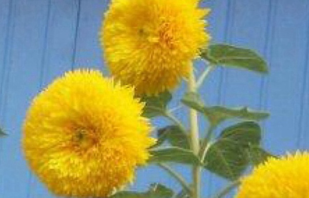 1630655935135881.jpg 1630655935135881.jpg