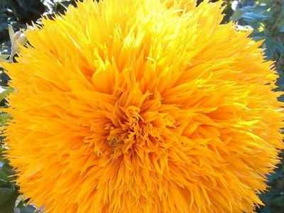 玩貝熊向日葵種子幾月份播種？