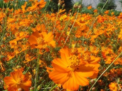 硫華菊種子需要泡嗎？