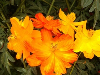 硫華菊種子是撒在土上的嗎？