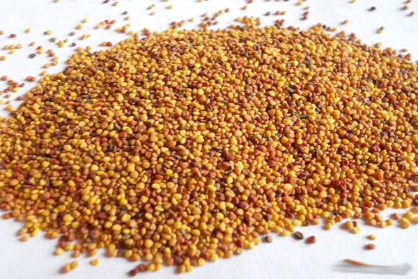 1637927772331309.jpeg 白三葉種子2.jpeg