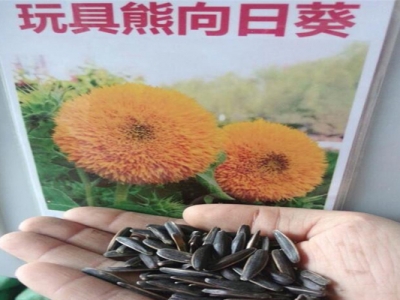 玩具熊矮向日葵種子能吃嗎？