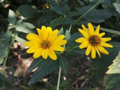 日光菊種子種植時間是幾月？