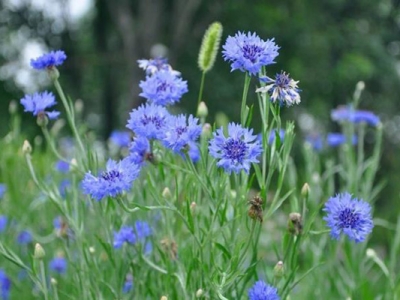 矢車菊種子的種植時(shí)間是在什么時(shí)候？