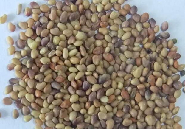 1661783345135156.jpg 6.jpg