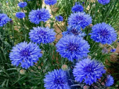 矢車菊種子什么時(shí)候成熟？