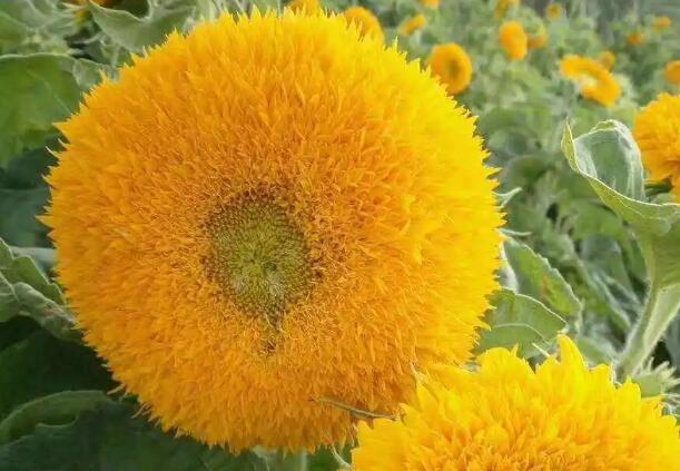 1662563619294933.jpg 7+.jpg