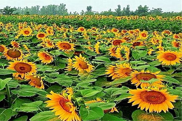 1663672406195118.jpeg 矮大頭向日葵1.jpeg