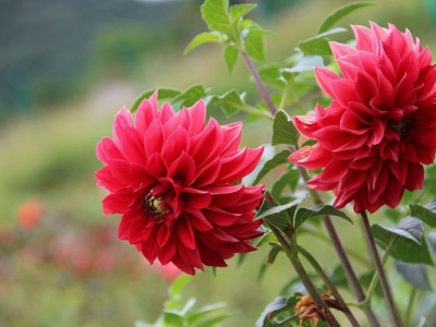 大麗花種子幾天發(fā)芽？