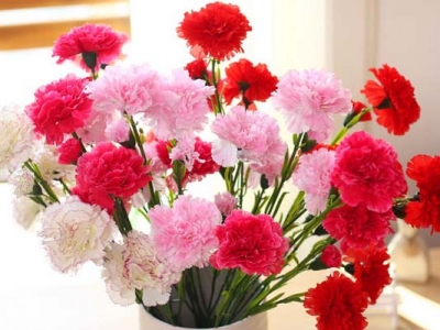 康乃馨種子種幾天能出？