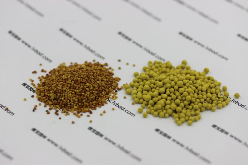 白三葉種子 白三葉種子