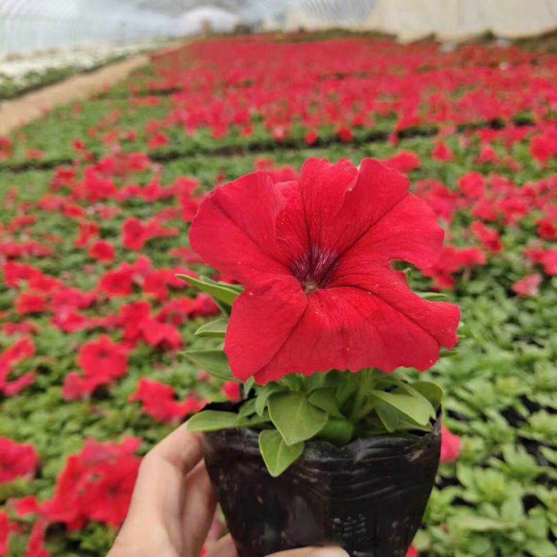 正紅大紅色矮牽?；ǘ?/>
</p>
<p style=